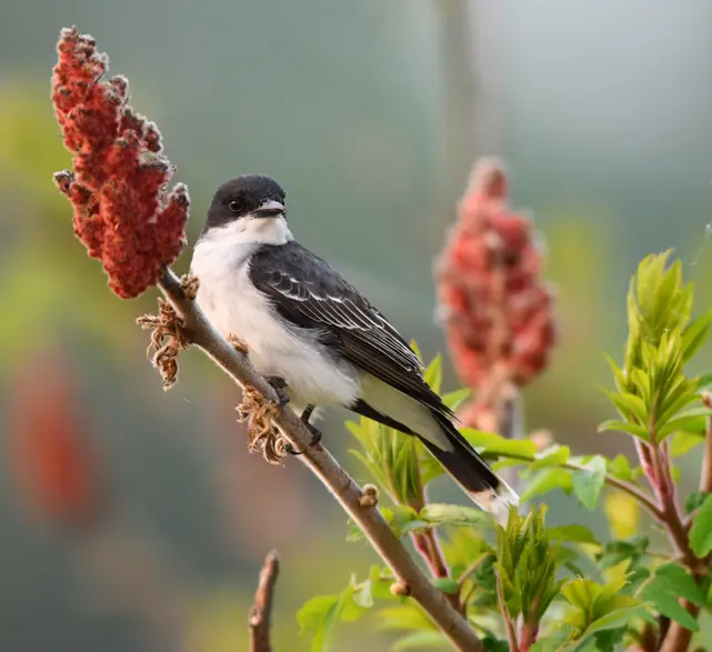 A bird sitting on top of a tree branch.