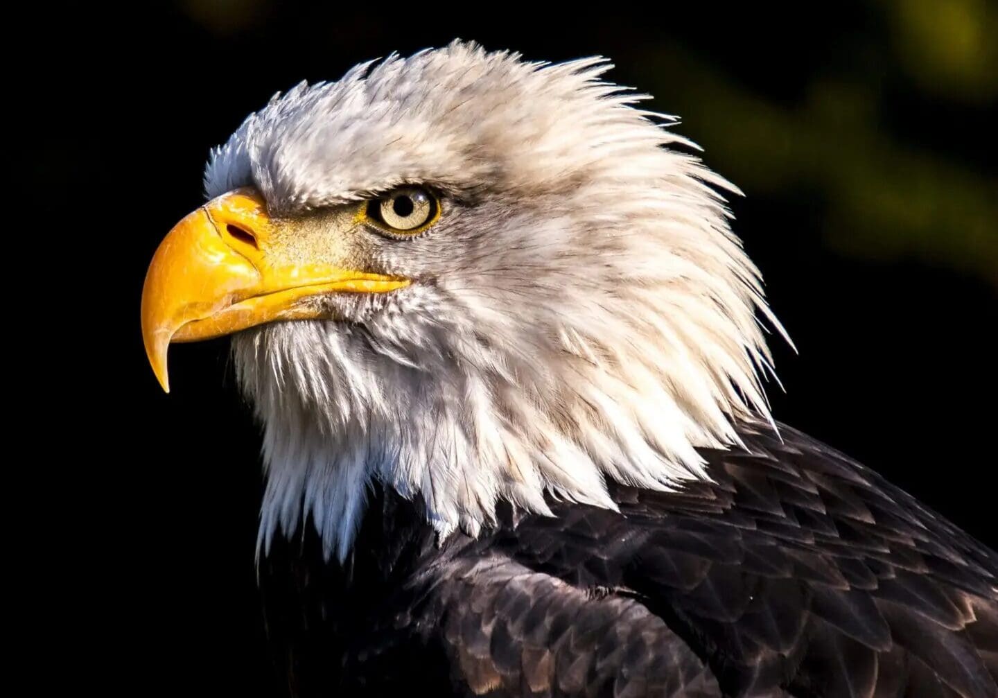 A bald eagle with yellow beak and white feathers.