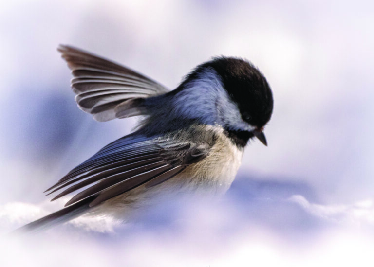 A bird flying in the sky with its wings spread.