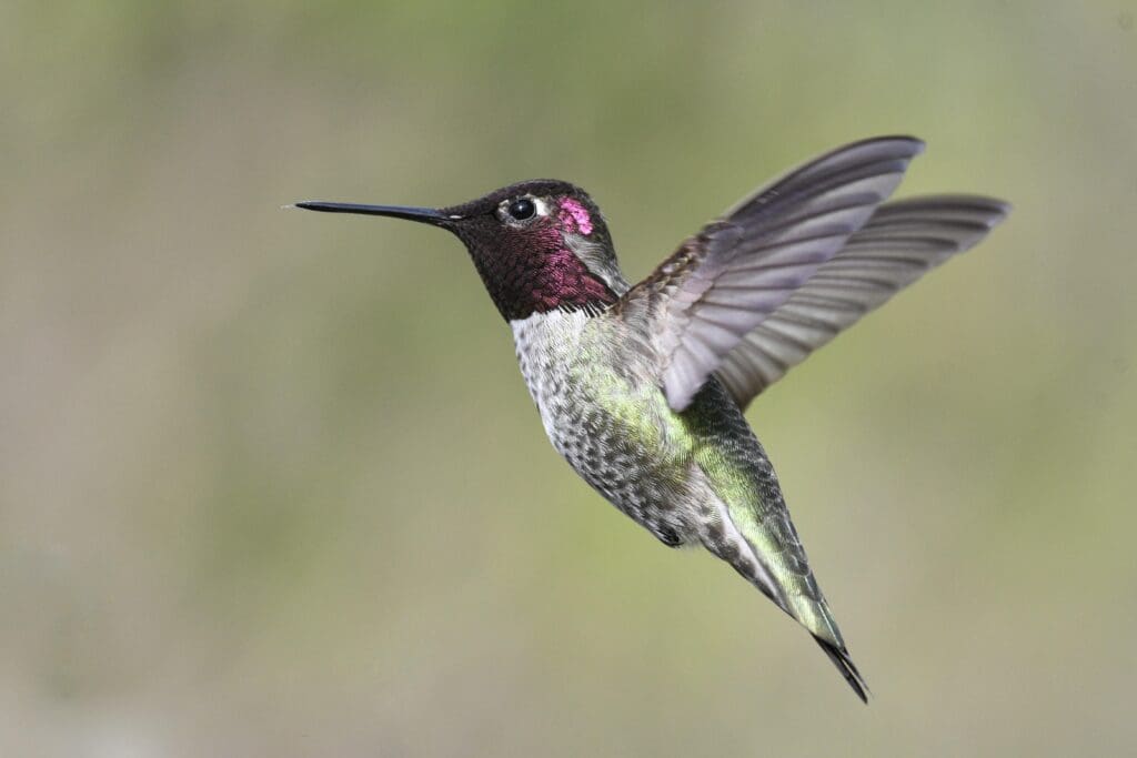 A hummingbird flying in the air with its wings spread.