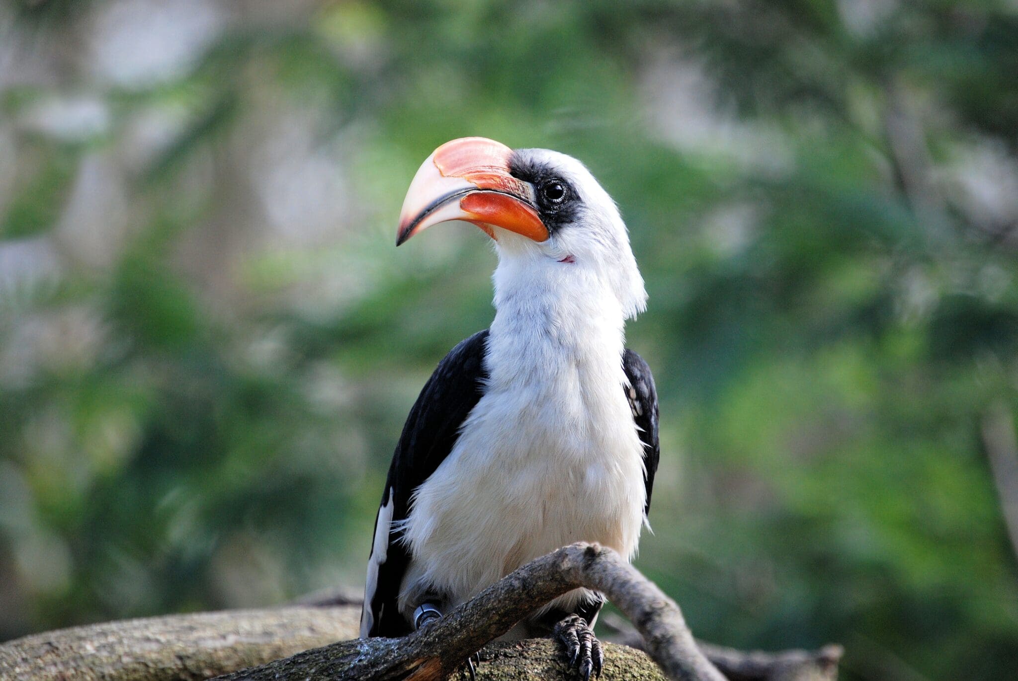 A black and white bird with red beak sitting on a branch.