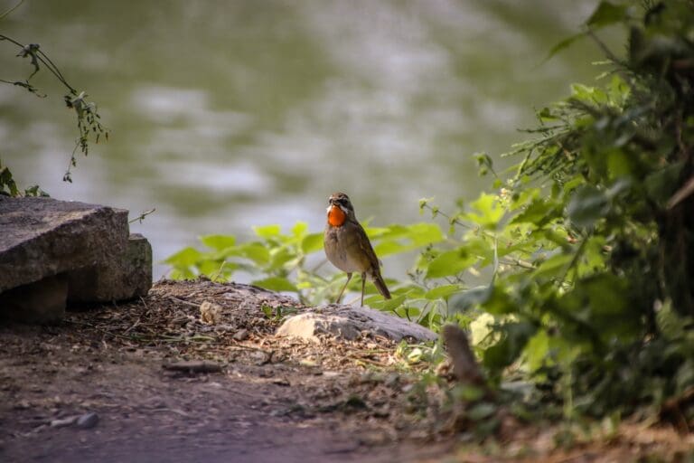 A bird standing on the ground near some water.