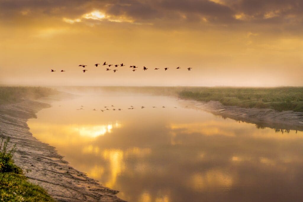 A flock of birds flying over the water.