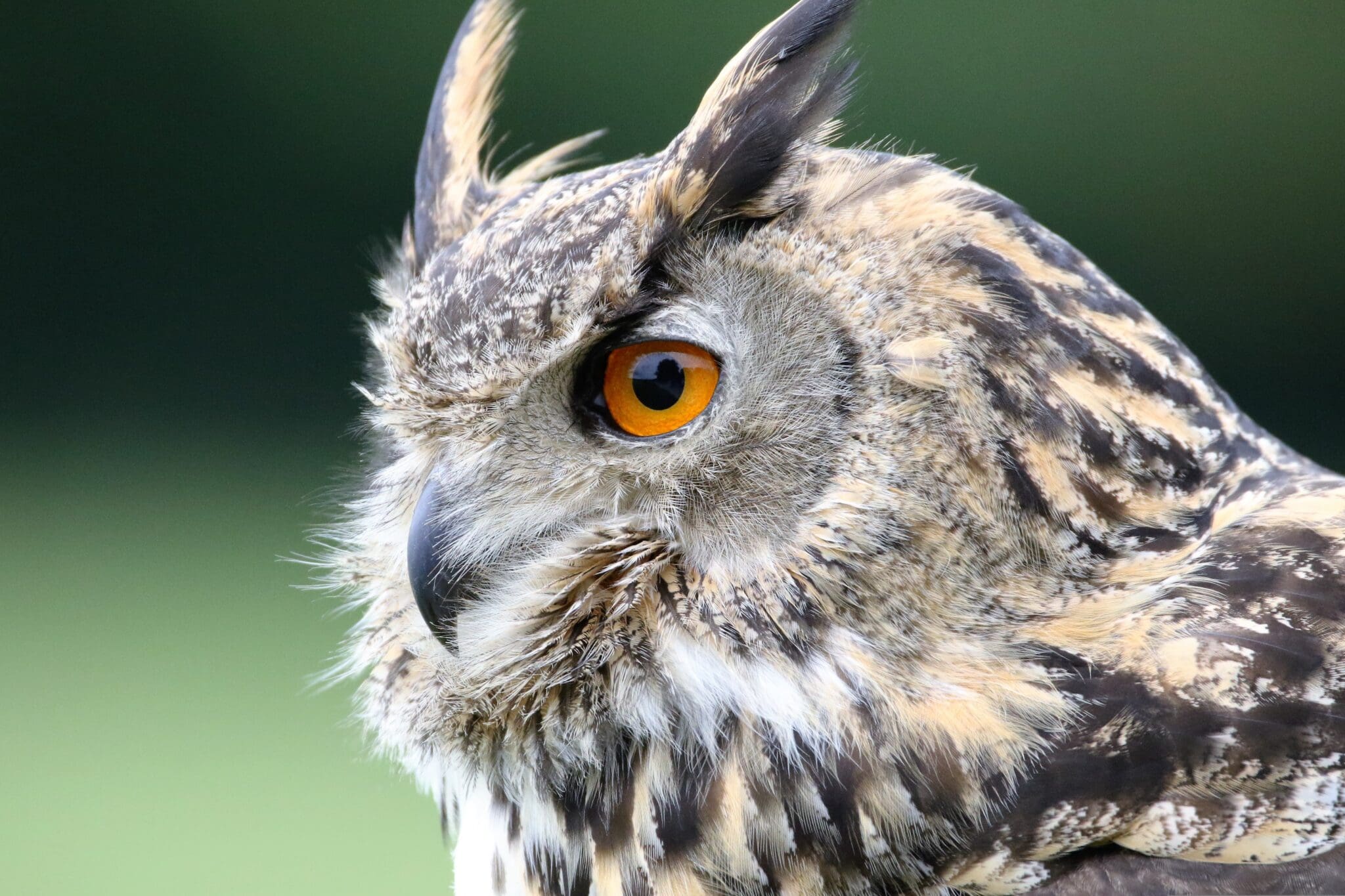 A close up of an owl with yellow eyes