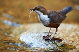 A bird with a long beak and a twig in its mouth.