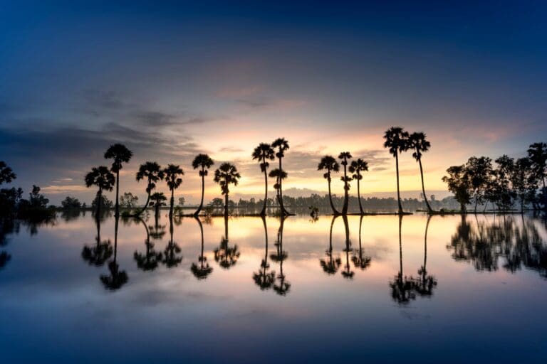 A group of palm trees in the water at sunset.