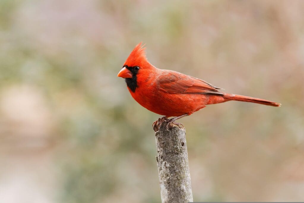 A red bird sitting on top of a tree branch.