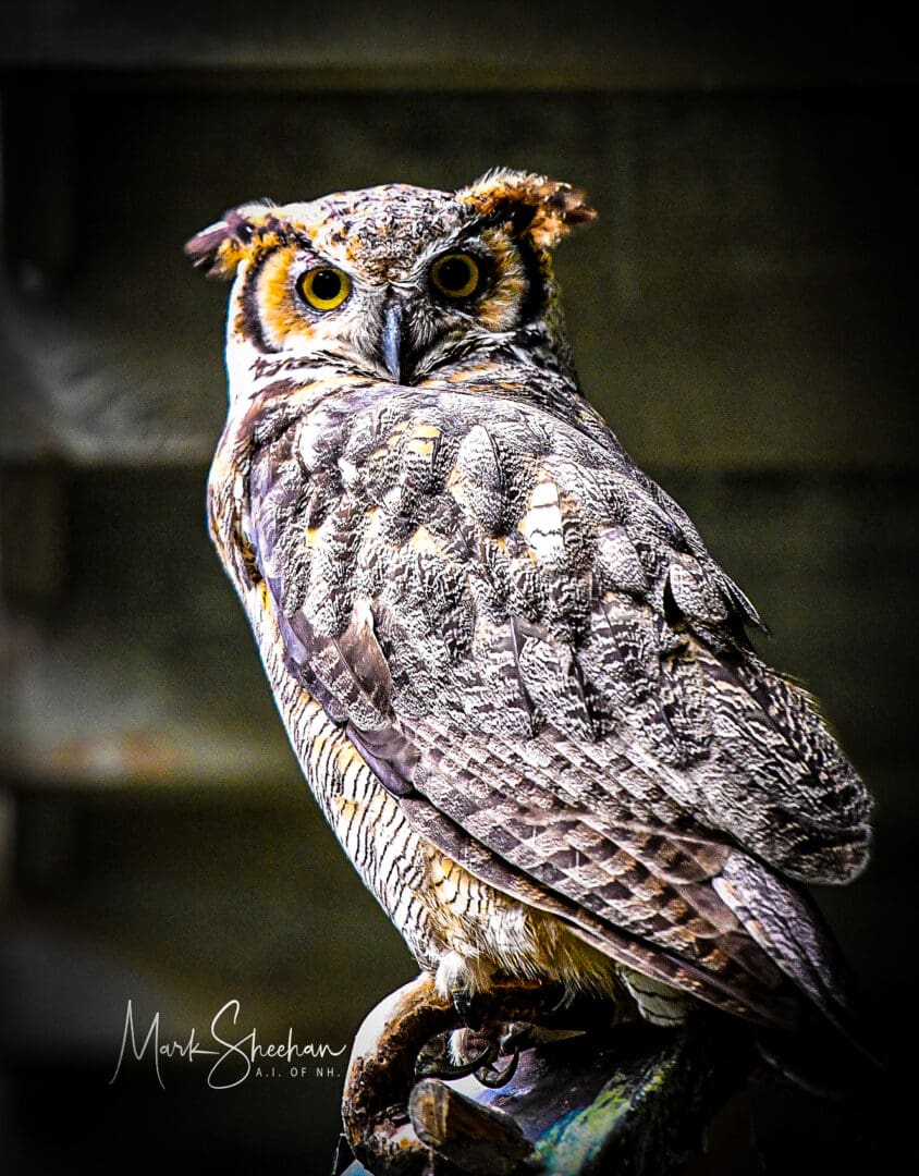 A close up of an owl on a branch